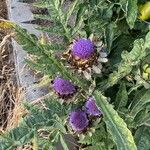 Cynara cardunculusLeaf