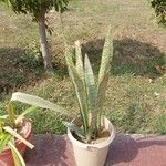 Dracaena hyacinthoides List