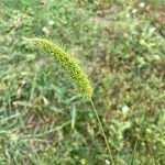 Setaria viridis Flower
