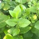 Vinca difformis Hoja