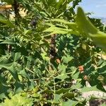 Berberis japonica Leaf