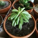 Peperomia dolabriformis Folha