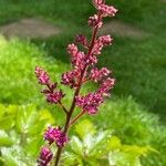 Astilbe japonica Blomma