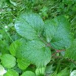 Rubus insolatus