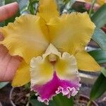 Cattleya spp. Kvet