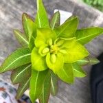 Euphorbia wallichii Flower