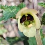 Scrophularia trifoliata Flors