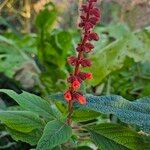 Salvia confertiflora Flower