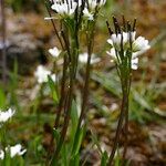 Arabis soyeri Habit