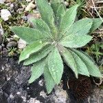 Hieracium glaucinum Leaf