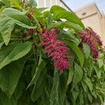 Amaranthus caudatusЦветок