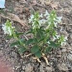 Stachys maritima Flower