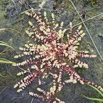 Illecebrum verticillatum Flower