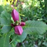 Chelone obliquaफूल