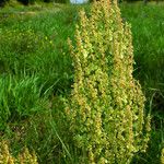 Rumex thyrsiflorus Vaisius