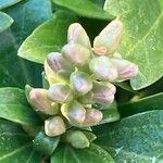 Pachysandra terminalis Flower