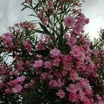 Nerium oleander Flower