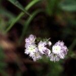 Phacelia purshii Blüte