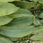 Schefflera actinophylla 叶