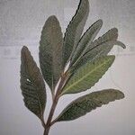 Eriodictyon crassifolium Hoja