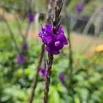 Stachytarpheta frantzii Flower