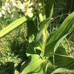 Veratrum californicum পাতা