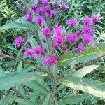 Vernonia baldwinii Цвят