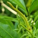 Strophanthus speciosus Flower