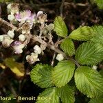 Rubus andegavensis Annet