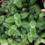 Delosperma echinatum List