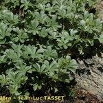 Potentilla valderia Habit