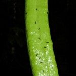Pleonotoma variabilis Плод