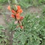 Sphaeralcea coccineaFlower