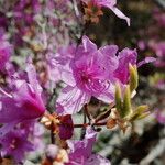 Rhododendron wadanum Квітка