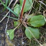 Pyrola media Leaf