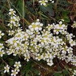 Saxifraga caesia Fula