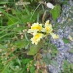 Linaria supinaFlower