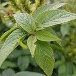 Acalypha alopecuroidea Leaf