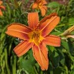 Hemerocallis fulvaΛουλούδι