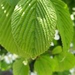 Viburnum plicatum Ліст