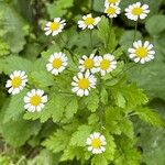 Tanacetum parthenium Цвят