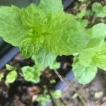 Mentha spicata Feuille