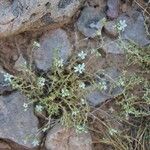 Arenaria aggregata Fleur