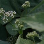 Mikania micrantha Flower