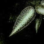 Anoectochilus roxburghii Leht