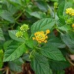 Lantana canescens Цвят