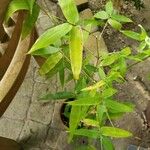 Bambusa ventricosa आदत