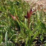 Serapias strictiflora Habit