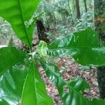 Potalia amara Hoja