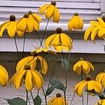 Rudbeckia nitida 花